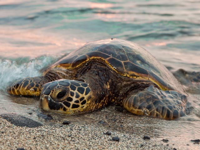Sea turtle by the shores of Sri Lanka