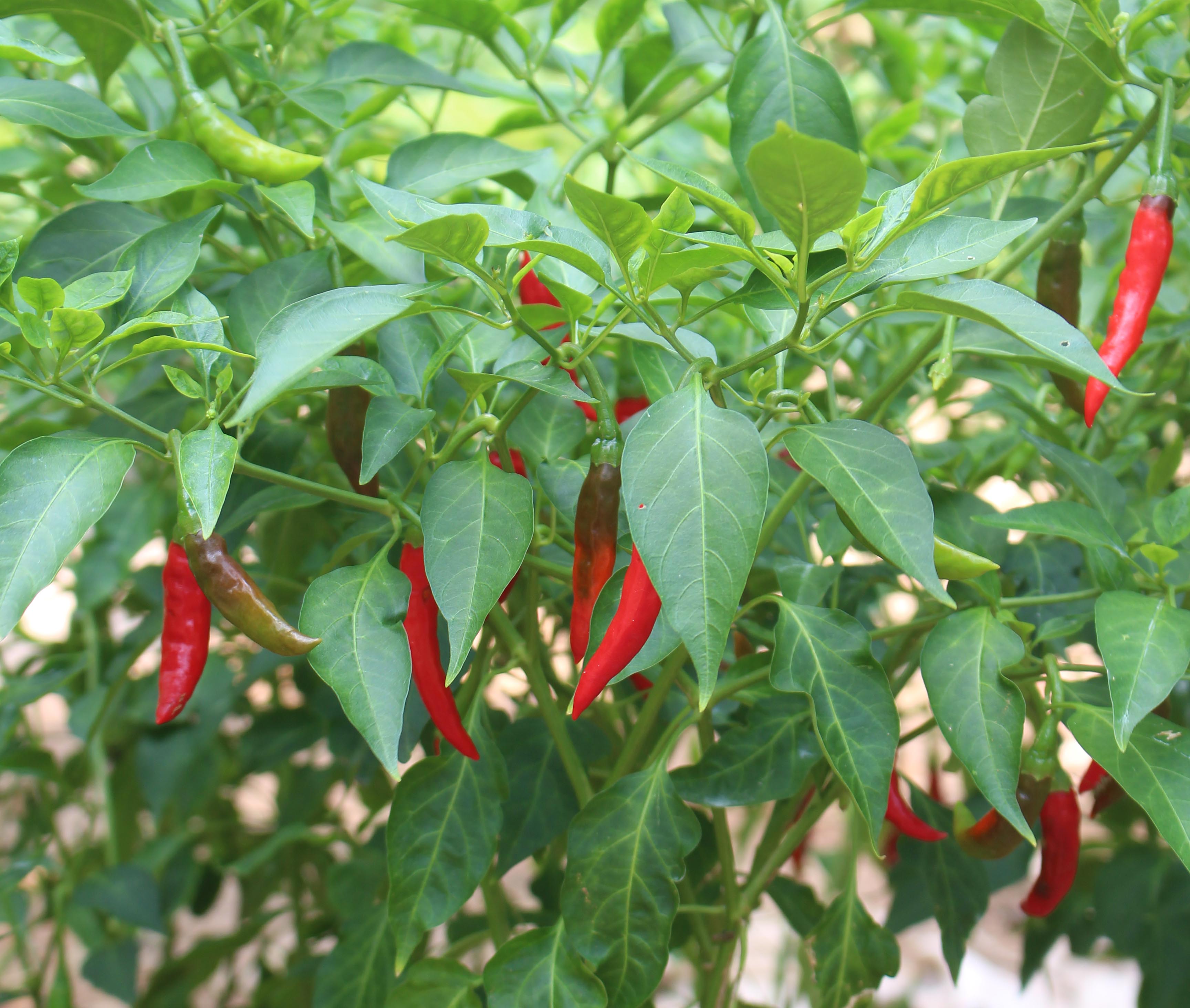 Red chili plant at The Fortress Resort & Spa