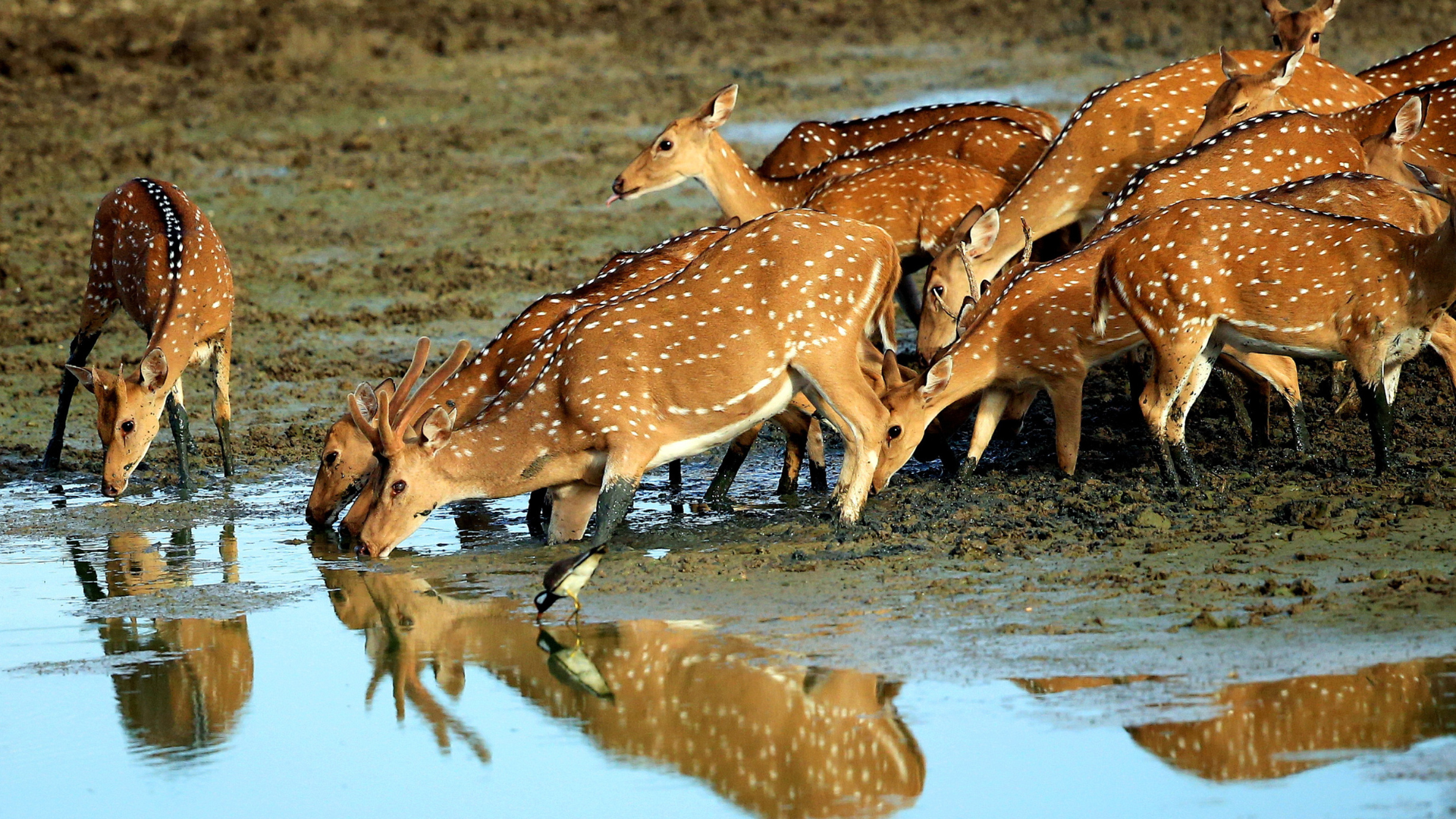 Excursions at Hotels in Koggala